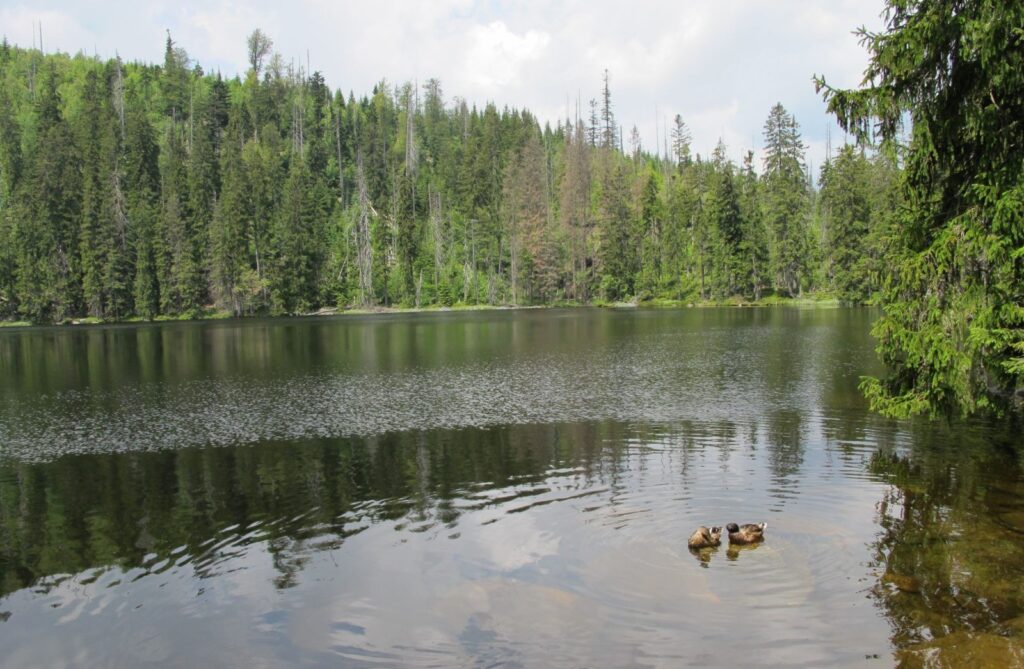 Výlet k prášilskému jezeru je příjemnou procházkou pro dospělé i děti.