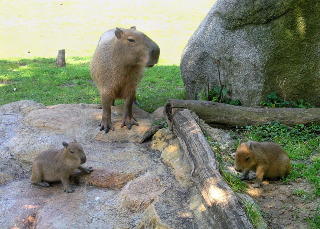 V pražské ZOO můžeme vidět například roztomilé kapybary a několik set dalších druhů zvířat.